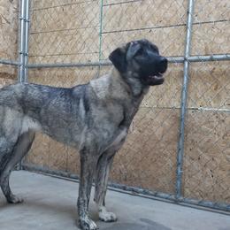 Anatolian Shepherd Dog All Grown Up from Cedar Trace Farm