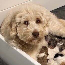 Birdie - Aussiedoodle