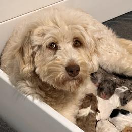 Birdie - Aussiedoodle