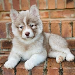 Turks (Pet Only Contract) - Red and white male Pomsky puppy in Greenville, South Carolina from Thicketty Mountain Pomskies