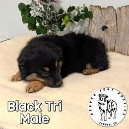 Usher - Black tri male Miniature Australian Shepherd puppy in Jaroso, Colorado from Heaven Sent Aussies