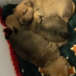 Norwich Terrier puppies from Redhead Norwich