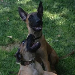 Belgian Malinois from Vigilant K9