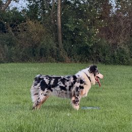 Tessa - Australian Shepherd