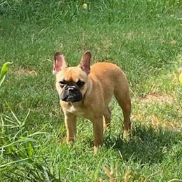 French Bulldogs from Katy Simmons