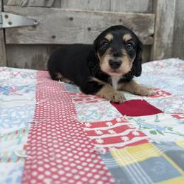 Blair - Black and cream female Dachshund puppy in Squires, Missouri from Hudson’s Hounds