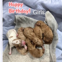 Girl 3 - Red  female Goldendoodle puppy in Pawtucket, Rhode Island from Ds_minidoodles