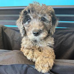 Dendritic - Merle male Goldendoodle puppy in Philadelphia, Pennsylvania from Jah’s Retrievers