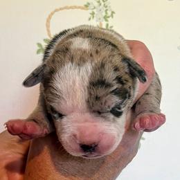Girl 1 - female Alapaha Blue Blood Bulldog puppy in Grafton, Ohio from Eclipse Alapaha Kennels