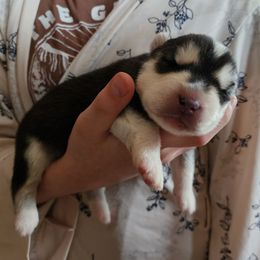 Sol - Black and white male Siberian Husky puppy in Madison, Georgia from Thornbury Kennel