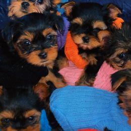 Yorkshire Terriers from Family Legacy Yorkies