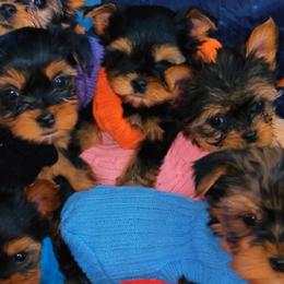 Yorkshire Terriers from Family Legacy Yorkies