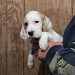 Puppy 2 purple collar - White male Llewellin Setter puppy in North Dinwiddie, Virginia from Pups Furever