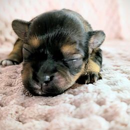 Girl 1 - Black and gold female Yorkipoo puppy in Idaho from Little Rascal Ranch