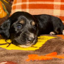 Salazar - Black and tan male Dachshund puppy in Roanoke, Alabama from J&E Dachshunds