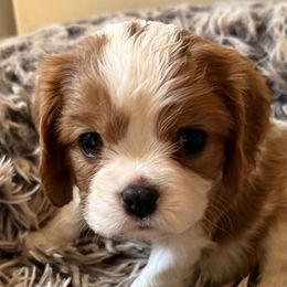 Beatrice - Blenheim female Cavalier King Charles Spaniel puppy in Albany, Georgia from Legend Cavaliers