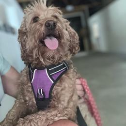 Aurie - Apricot female Labradoodle puppy in Deer Park, Washington from Doodle Paw Ranch