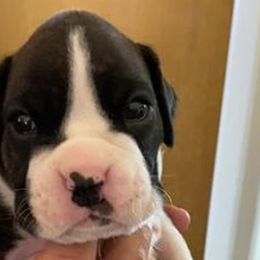 Boxer Puppies from Fineview Boxers