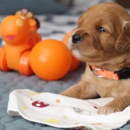 Bernedoodle, Goldendoodle, and Poodle Puppies from Raintree Standard Poodles & Mini Doodles
