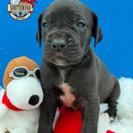 Bunty - Black female Great Dane puppy in White City, Kansas from Southwind Great Danes