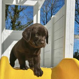 Theodore Patton - Chocolate male Labrador Retriever puppy in Charlotte, North Carolina from Patton Premier Labs