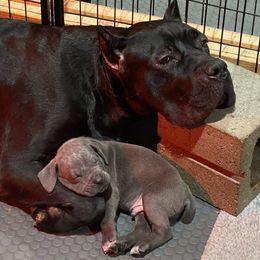 Tulip - Cane Corso