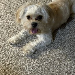 Bo - Cavachon