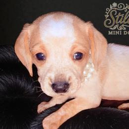 Daisy (ee red piebald with roaning) - Piebald female Dachshund puppy in South Fulton, Tennessee from Stiles' Mini Doxies