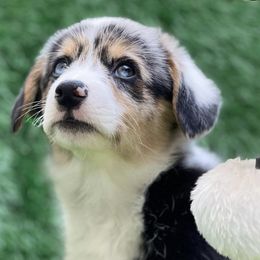 American Corgis from Kauai the Corgi