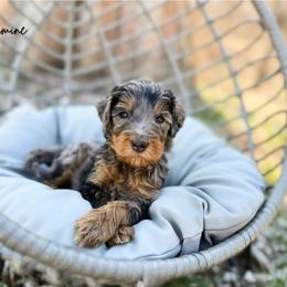Jasmine - Blue merle female Bernedoodle puppy in Wamego, Kansas from Doodles of Oz