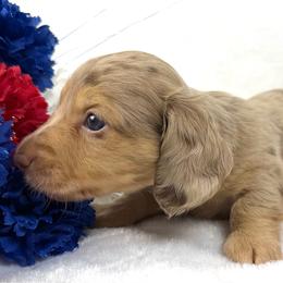 Luke - Dapple male Dachshund puppy in Mesquite, Texas from AB Dachshund