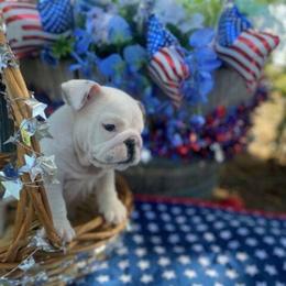 Bo - Red brindle and white male Bulldog puppy in Arlington, Washington from Stout's Hunting Labs and trsbullies