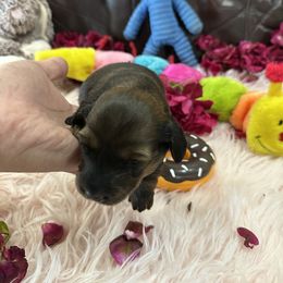 Dachshund Puppies from Gulfishan Kennels