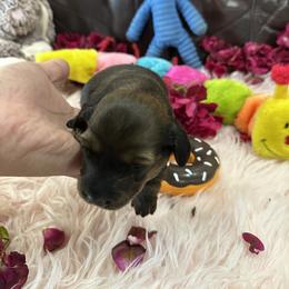 Dachshund Puppies from Gulfishan Kennels