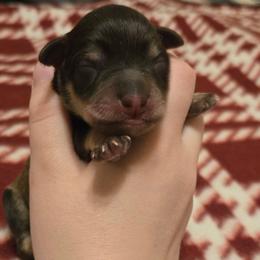 Keizer - Liver male Miniature Schnauzer puppy in Graham, Washington from Kristy's French Bulldogs & Mini Schnauzers