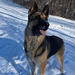German Shepherds from Surgenor shepherds!