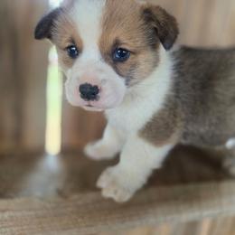 Lucky - Sable male Pembroke Welsh Corgi puppy in Mouth Of Wilson, Virginia from Holly Ridge Aussies, Aussiedoodles & Corgis