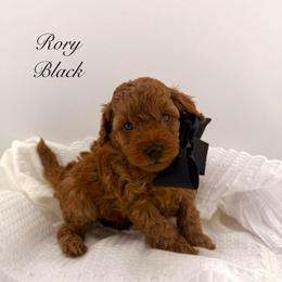 Rory Black (Boy 1) - Red  male Poodle puppy in Miami, Florida from Katy's Toy Poodles & Doodles
