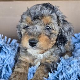 Angus - Merle male Cockapoo puppy in Lebanon, Kentucky from Mosaic Merle Doodles