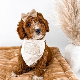 It's The Little Things- Candle Light - Red  female Goldendoodle puppy in Russell Springs, Kentucky from Milk & Honey Doodles