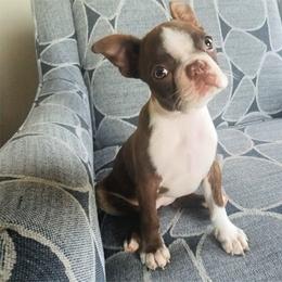 Boston Terrier Puppies from Our Gang Bostons