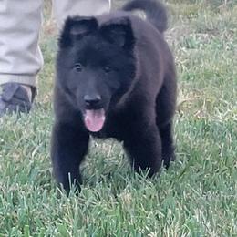 Girl 3 Purple collar - Black female Belgian Sheepdog puppy in Green Bluff, Washington from Clawson Belgians