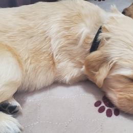 Golden Retriever Puppies from The Golden Court