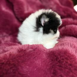 Cash - Tri-colored male Pomeranian puppy in Waterloo, Indiana from Garcias Pomeranian