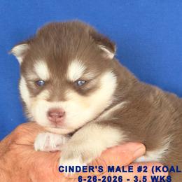 CINDER'S MALE 2 - Red and white male Siberian Husky puppy in Manilla, Iowa from Bruck's Siberian Huskies