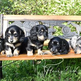 Dachshund Puppies from FleuryDachs