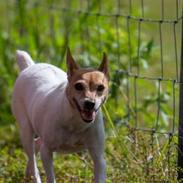 Luka - White and tan Toy Fox Terrier puppy in Clermont, Florida from Debbie Hiles's Toy Fox Terriers