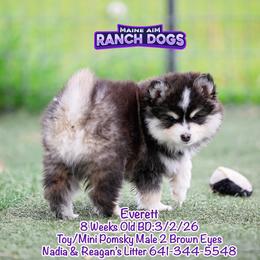 Everett - Black and white male Pomsky puppy in Humeston, Iowa from M.A.R. Dogs