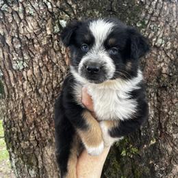 Girl 3 - Black tri-color female Australian Shepherd puppy in Lakeland, Florida from Infinite Aussies