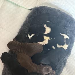 Newfoundland Puppies from Amanda Robinson